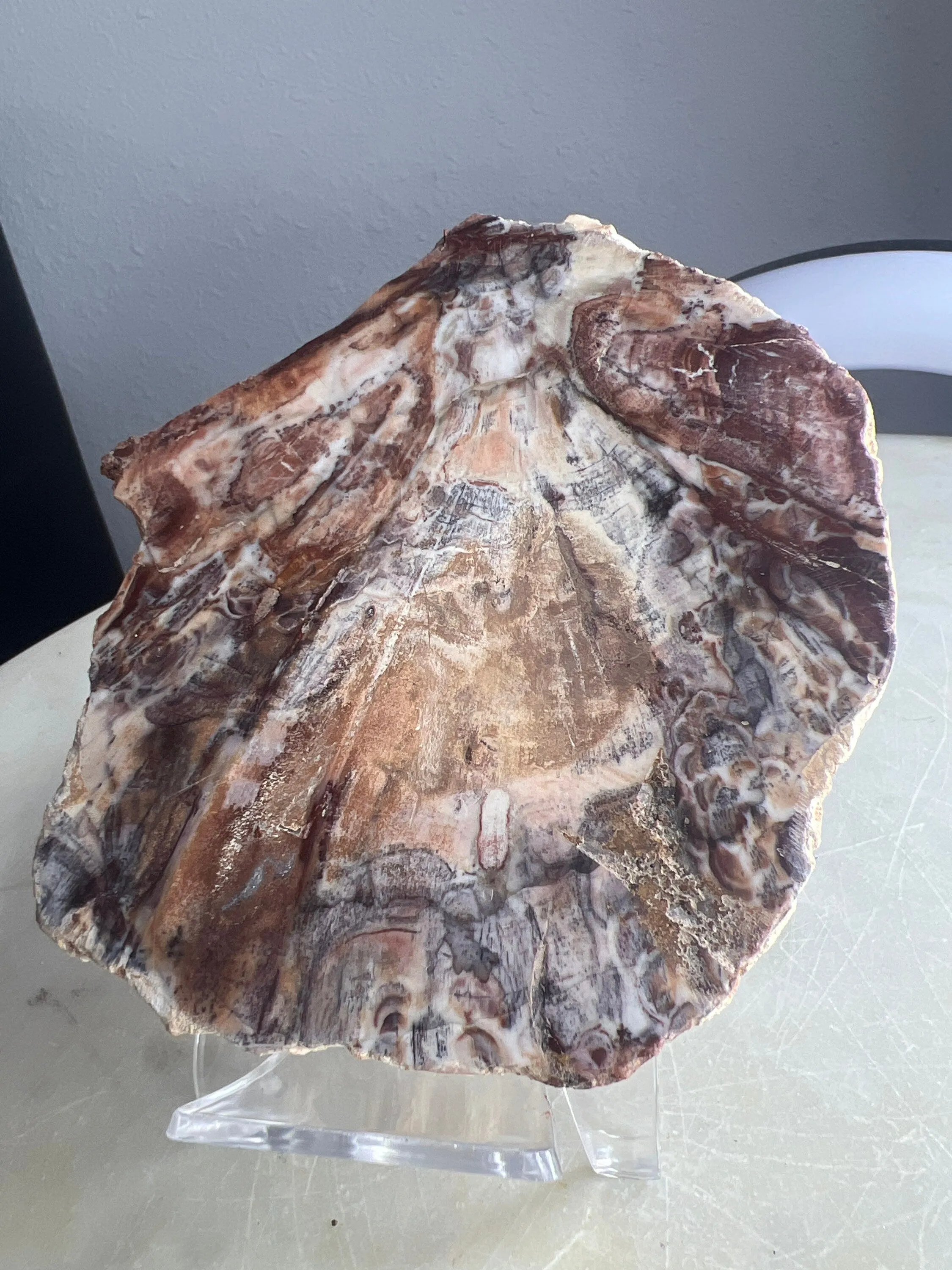 Petrified wood slab 270 grams