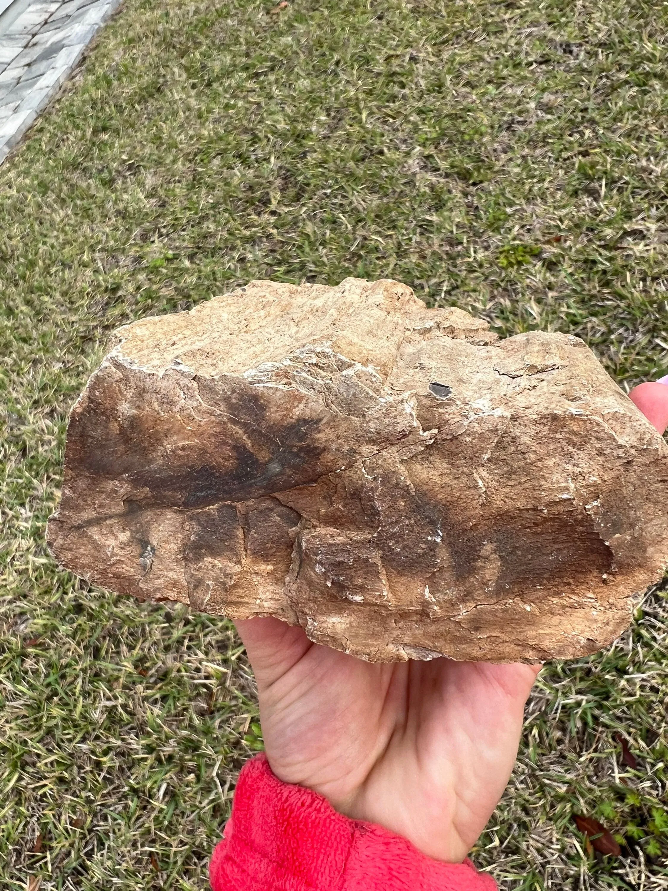 Petrified wood slab 4 pounds