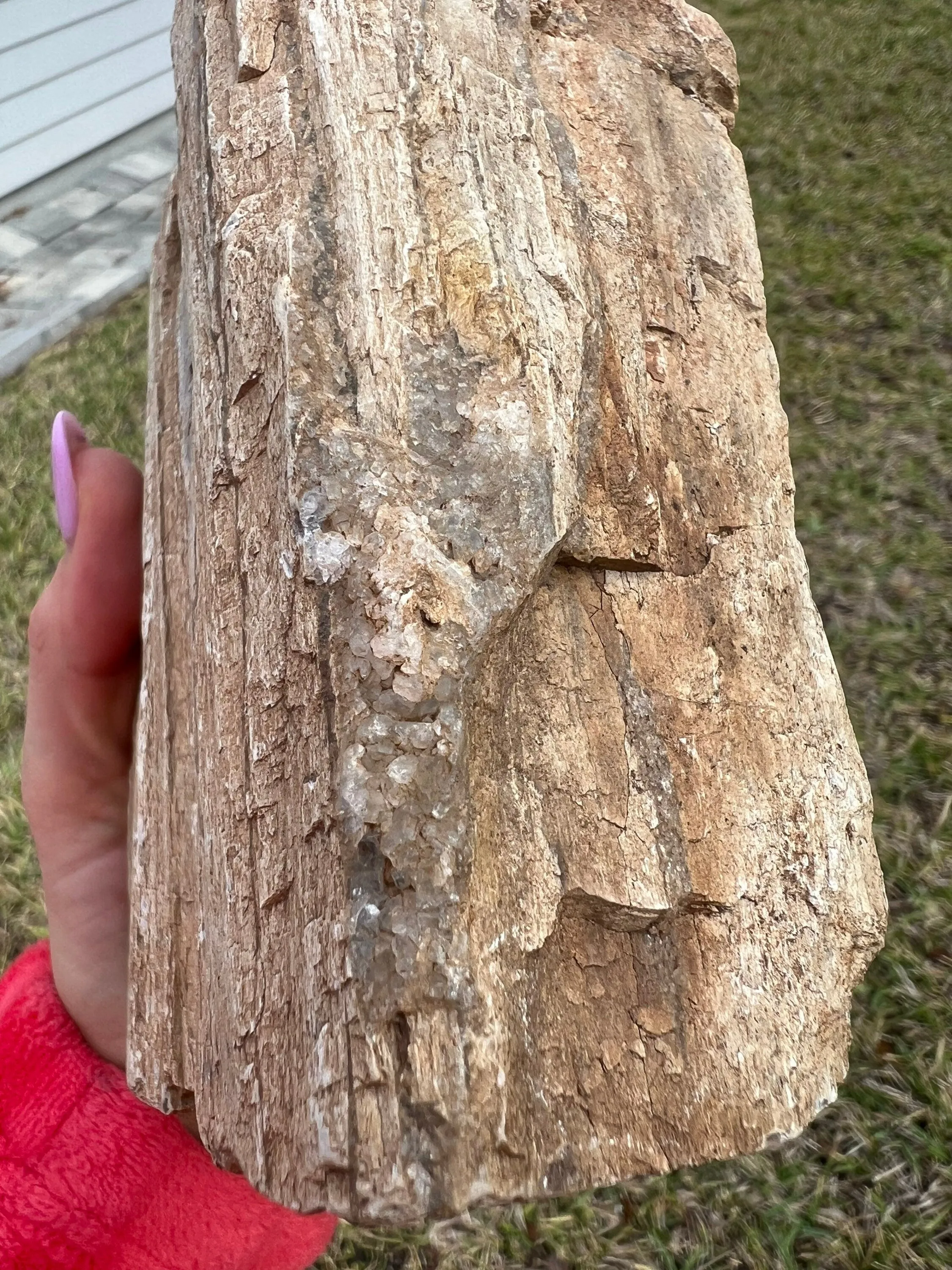 Petrified wood slab 4 pounds